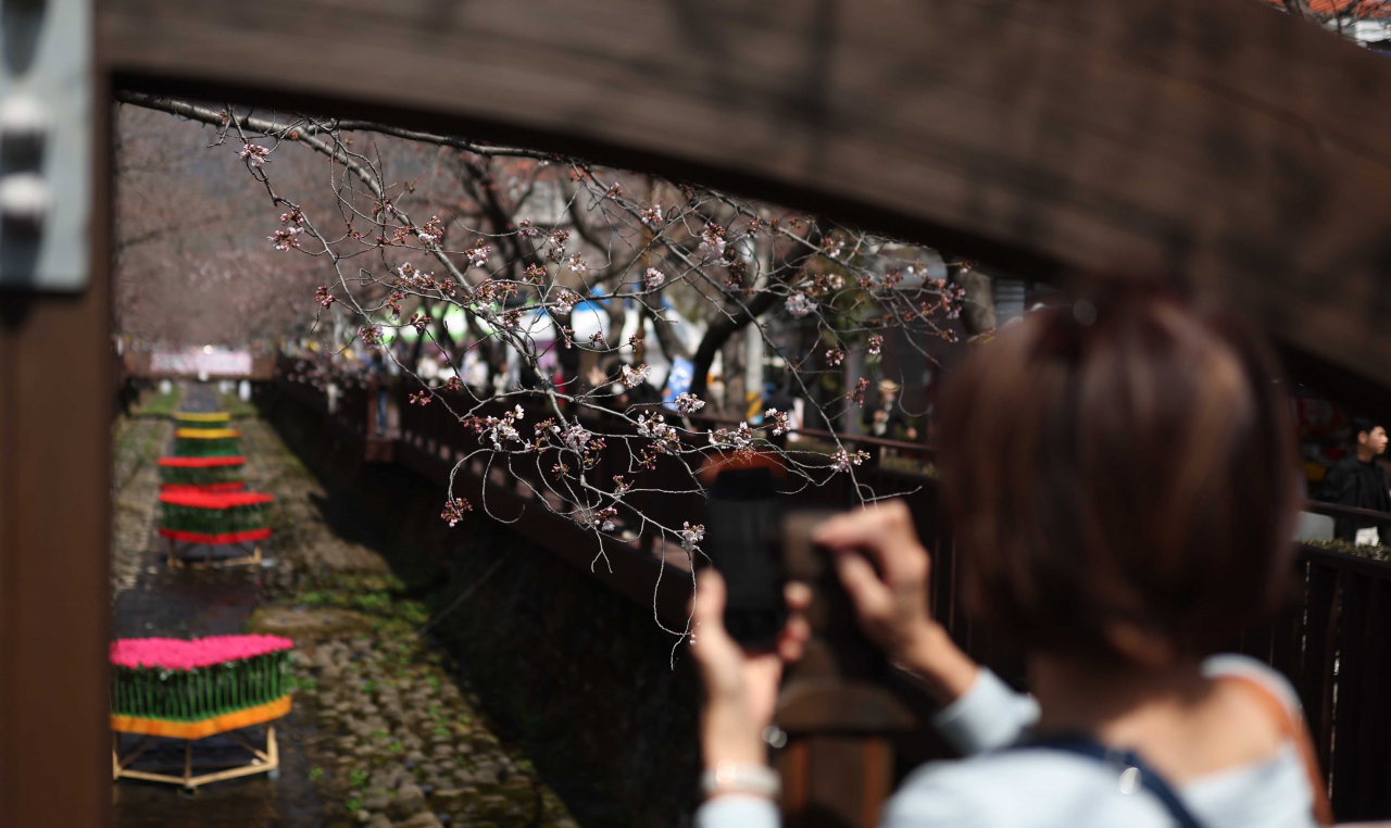 A festivalgoer takes photos of cherry blossom buds at Jinhae Gunhangje Festival at Changwon, South Gyeongsang Province, on March 23. (Yonhap)