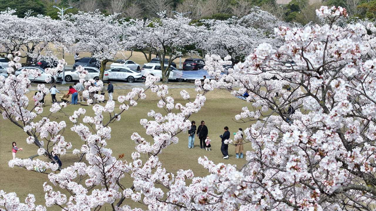 Cherry blossoms at Jeju National University on Saturday (Yonhap)