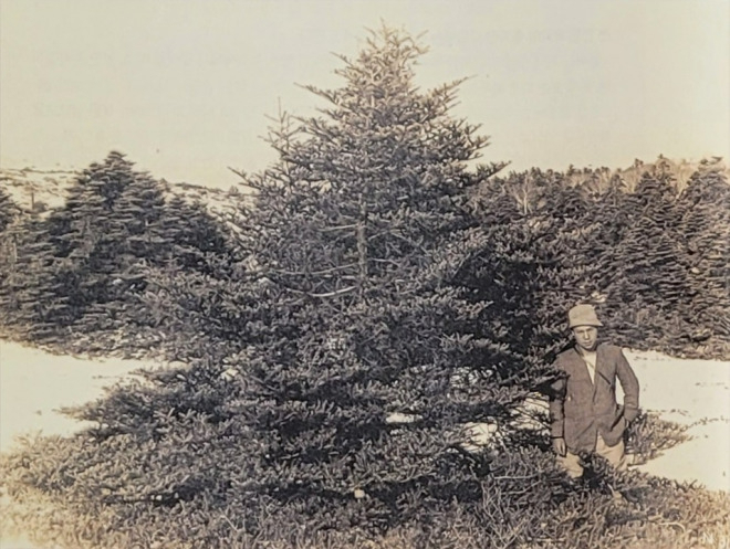 British plant collector and explorer Ernest Henry Wilson poses beside a Korean fir tree during his visit to Jeju Island in 1917. (World Natural Heritage Jeju)