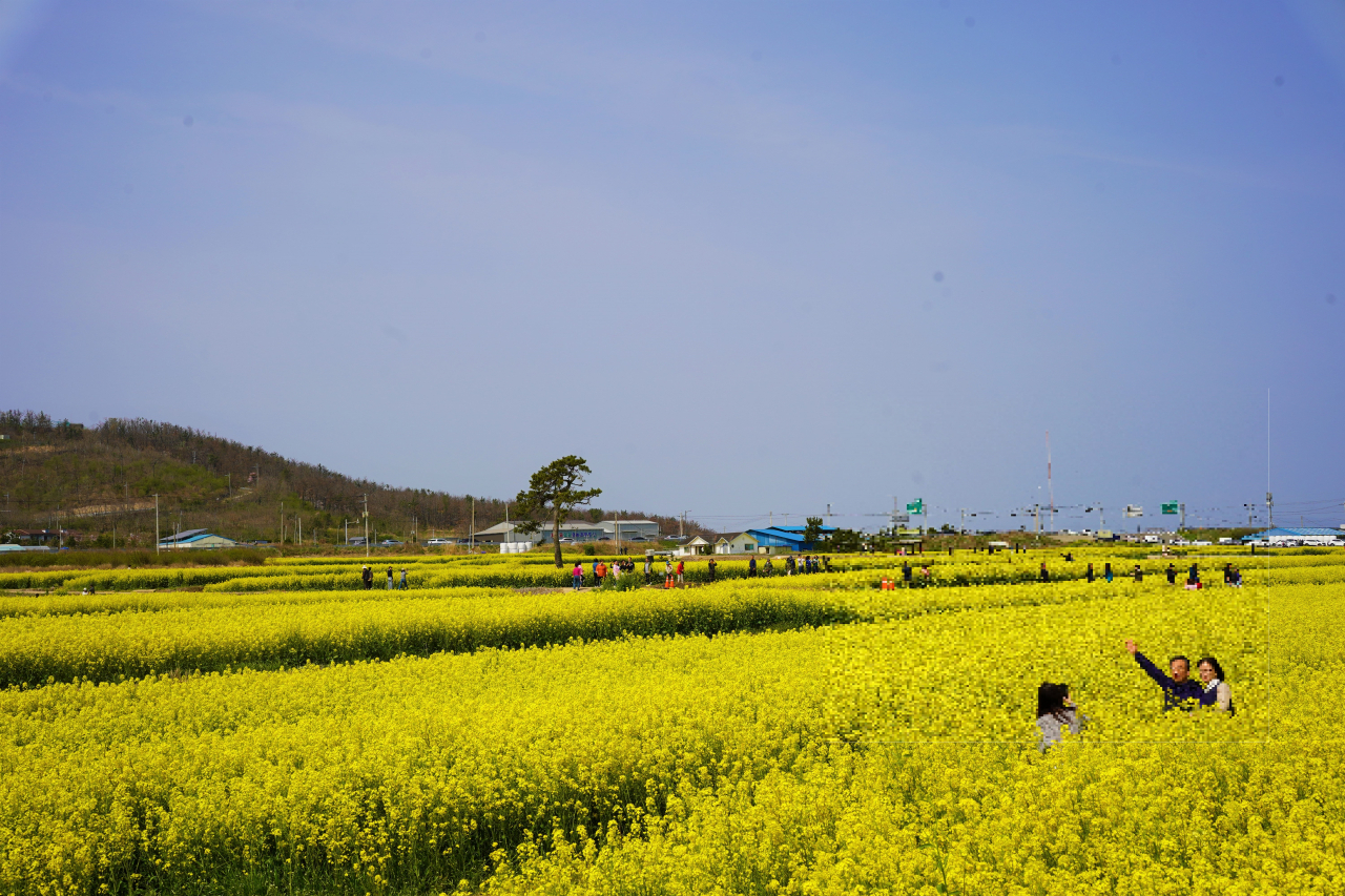 Visitors pose for photos in a field of canola flowers in Pohang, North Gyeongsang Province, Wednesday. (Lee Si-jin/The Korea Herald)