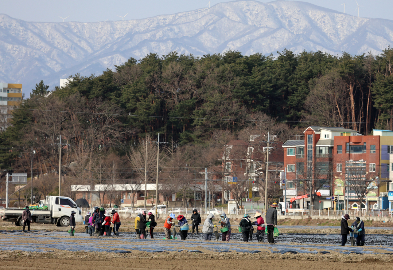 Farmers work in a potato field in Gangwon Province on March 19. (Yonhap)