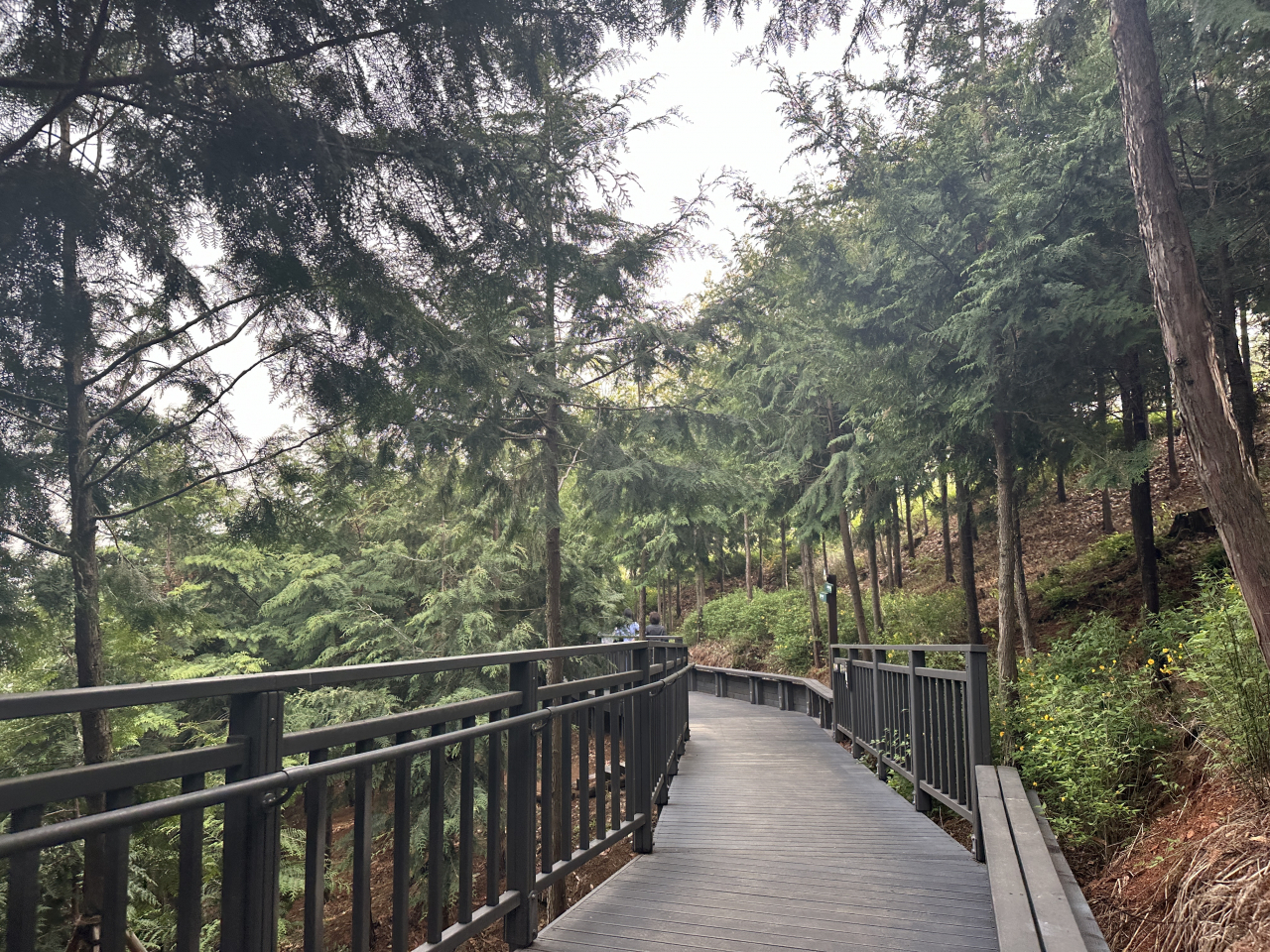 The Bongsan Forest Trail around Bongsan Urban Nature Park is surrounded by cypress trees. (Lee Jung-joo/The Korea Herald)