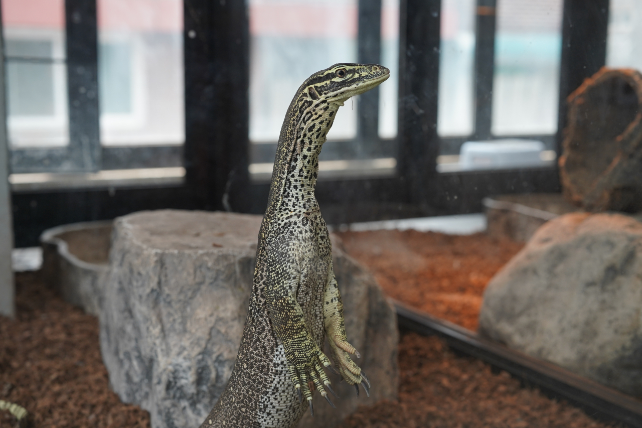 A yellow-spotted monitor, also known as the Argus monitor lizard, which is found in northern and western regions of Australia, is seen at Gecko's Republic in Mapo-gu, western Seoul. (Lee Si-jin/The Korea Herald)