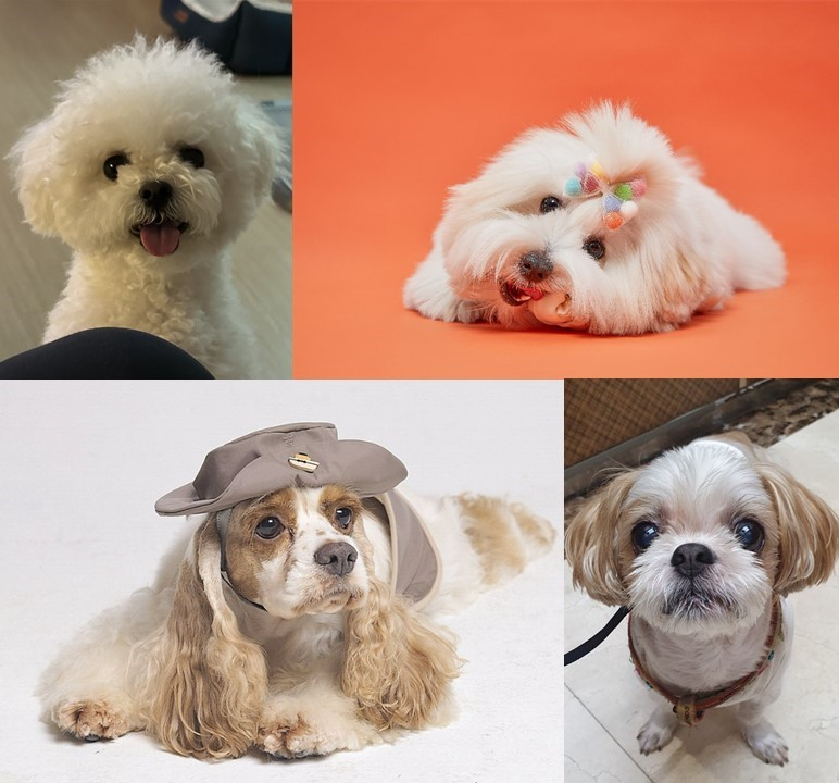 Clockwise from top left: A mini Bichon Frise, a coton de Tulear, a shih tzu and a cocker spaniel (The Korea Herald, Getty Images, Song Seung-hyun/The Korea Herald, screenshot from Hyponic's Facebook page)