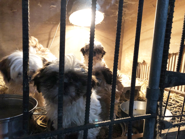 A shih tzu and her pups are locked in a cage at a puppy mill in Hongseong, South Chungcheong Province, in this 2019 photo. (The Korea Herald)