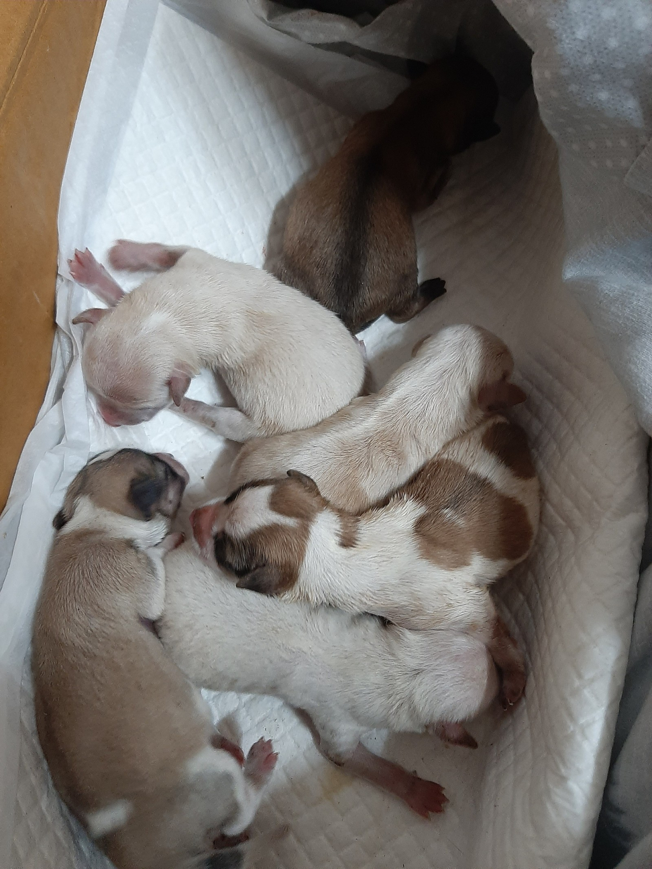Six puppies that were thrown away in a garbage bag (Taean Animal Protection Society)