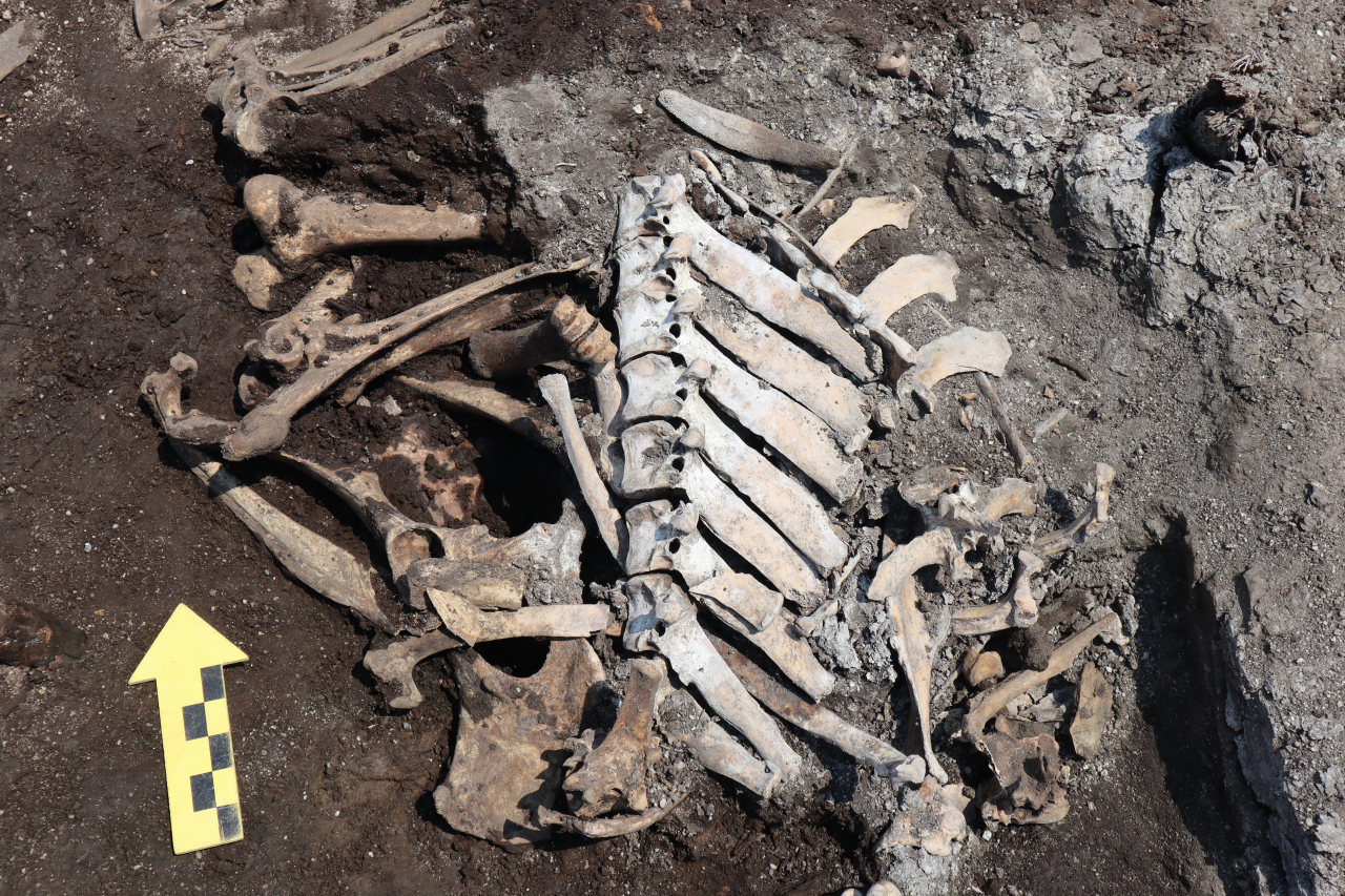 This photo shows cattle bones found at an area near Jongmyo in Jongno-gu, central Seoul. (Han Ul Research Institute of Cultural Heritage)