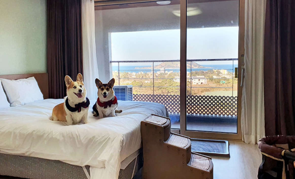 A pet-friendly room at Hi Jeju Hotel (Hi Jeju Hotel)