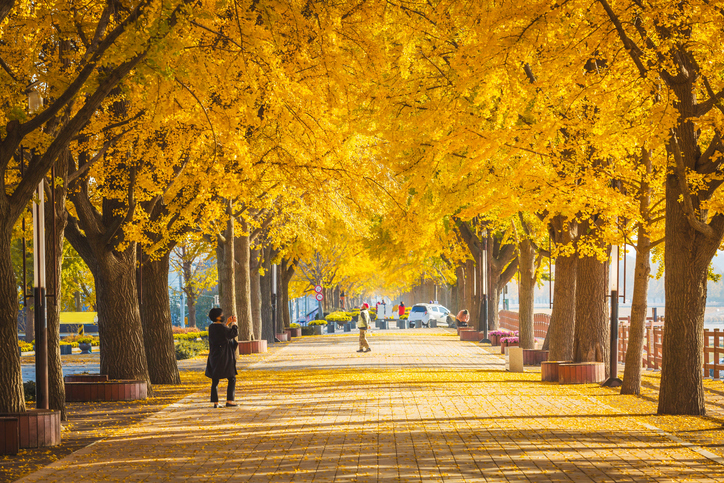 In the fall, ginkgo trees turn a vibrant golden yellow, but their fruits pose a significant odor management challenge. (Getty Images)