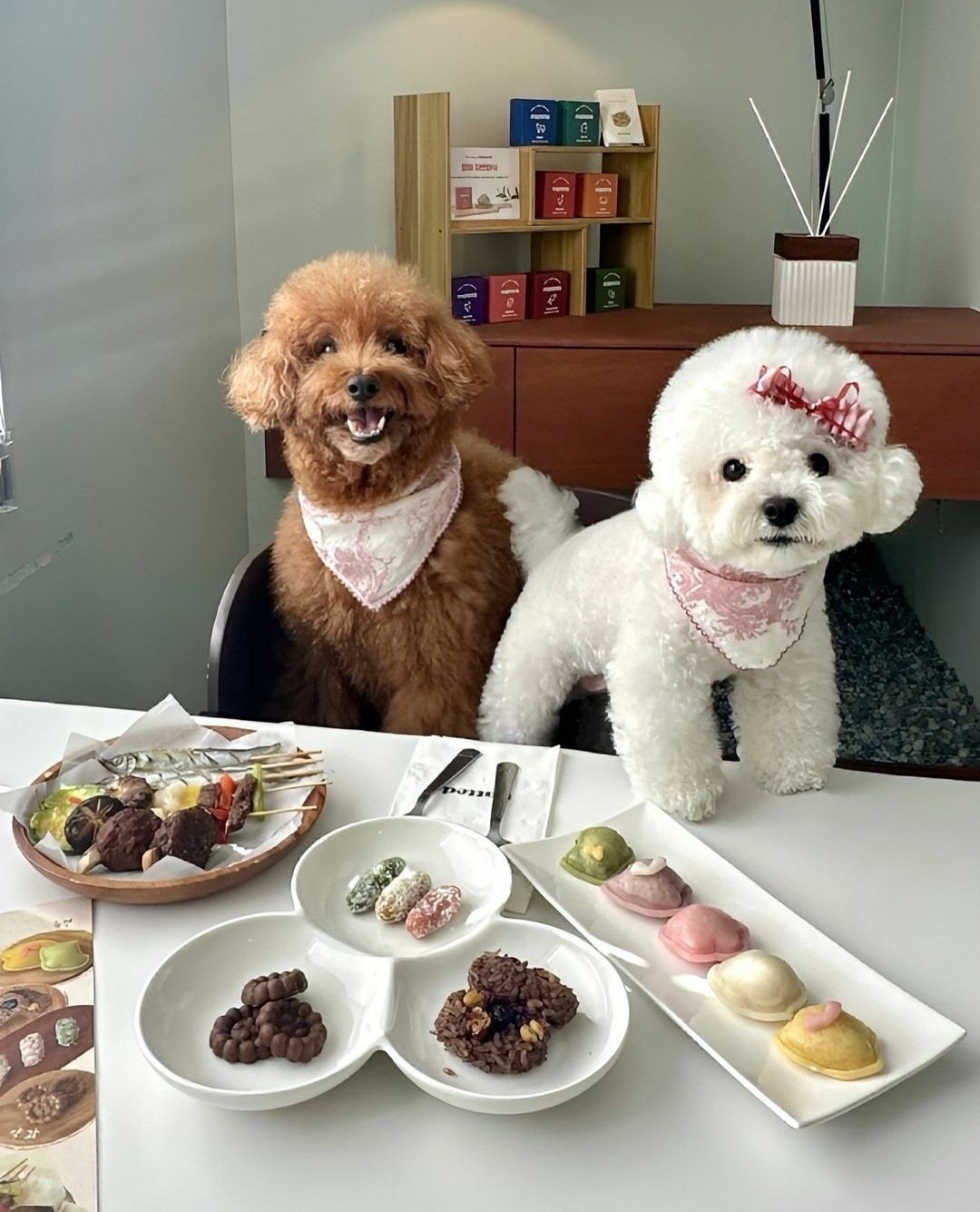 Dogs in cafe Patted in Seoul, which earned regulatory sandbox permits to allow dogs in their establishment (Patted’s Instagram account)