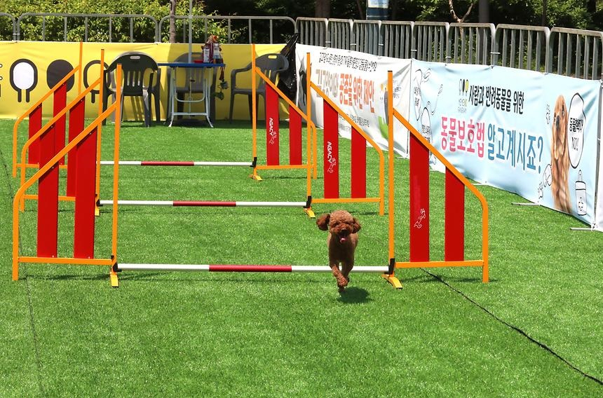 A dog runs through an agility course offered at Gangnam-gu's pet dog festival in 2022. (Gangnam-gu)