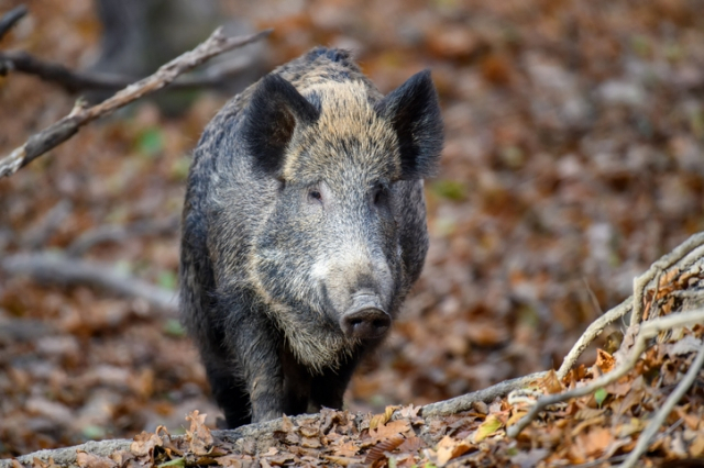 A wild boar (Getty Images)