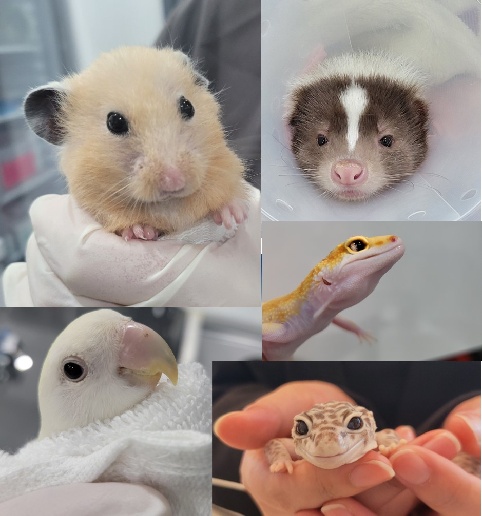 Small animals who have been treated and recovered at veterinarian Choi Young-min's clinic. (Choi Young Min Animal Medical Center)