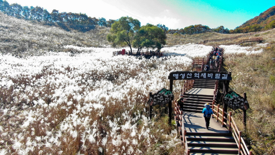 The silver grass field of Myeongseongsan in Pocheon, Gyeonggi Province (Pocheon City)