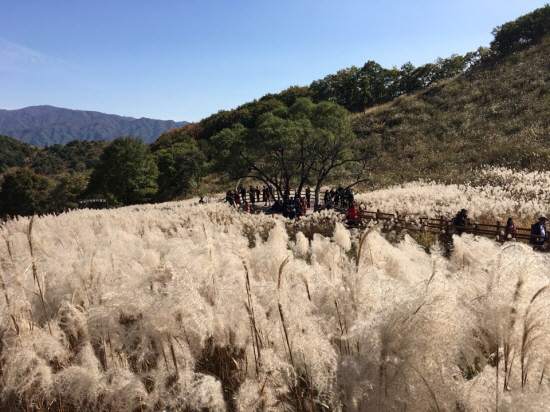 Tourists take a break under the tree at Myeongseongsan's silver grass field. (Pocheon City)