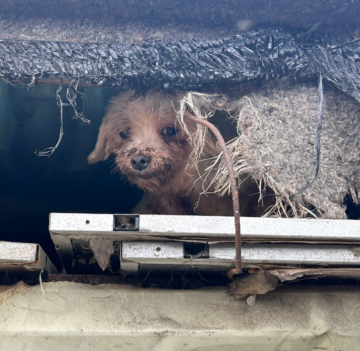 A dog rescued from an illegal breeding facility in Busan, Thursday (Lucy's Friends)