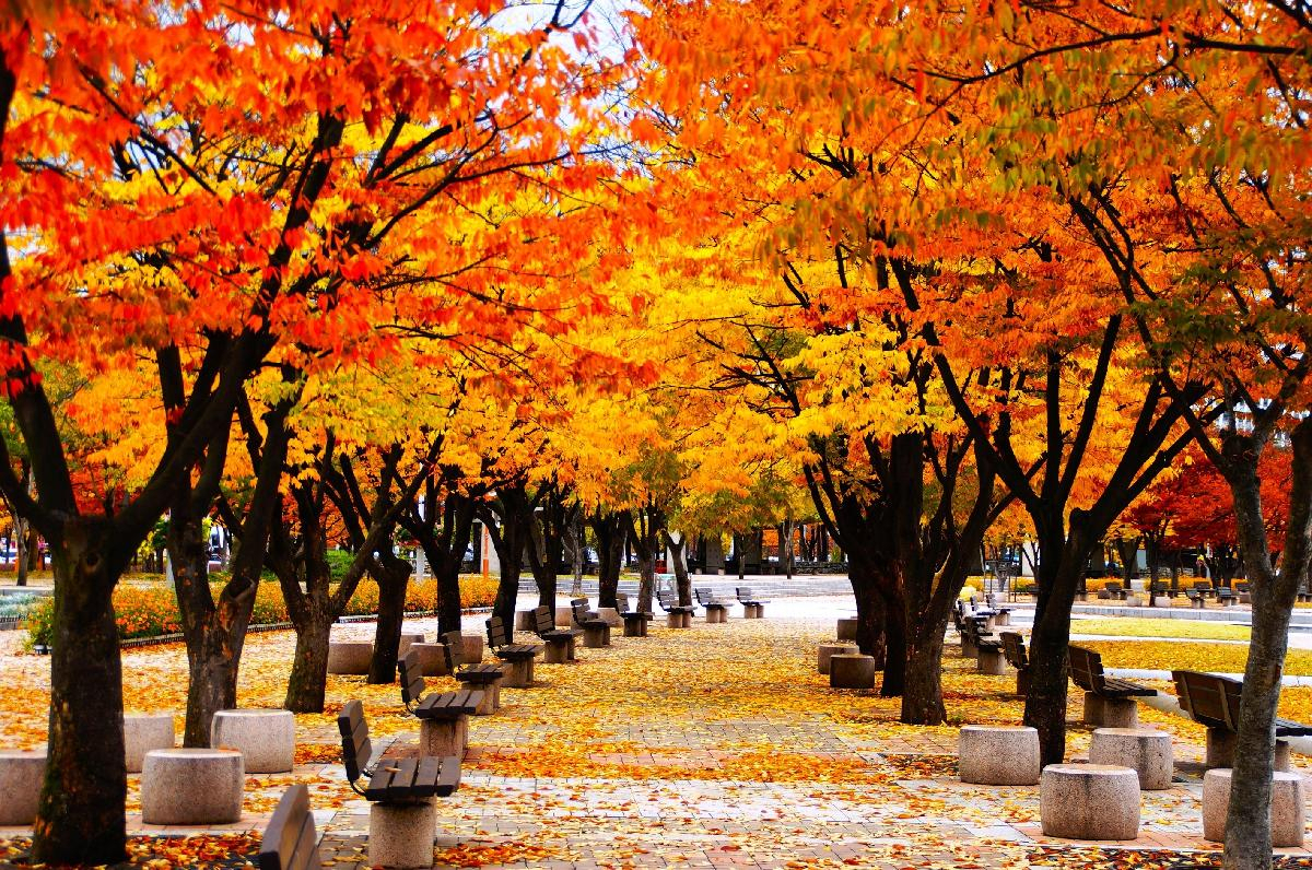 A foliage view of World Cup Park in Mapo-gu, western Seoul (Seoul Metropolitan Government)