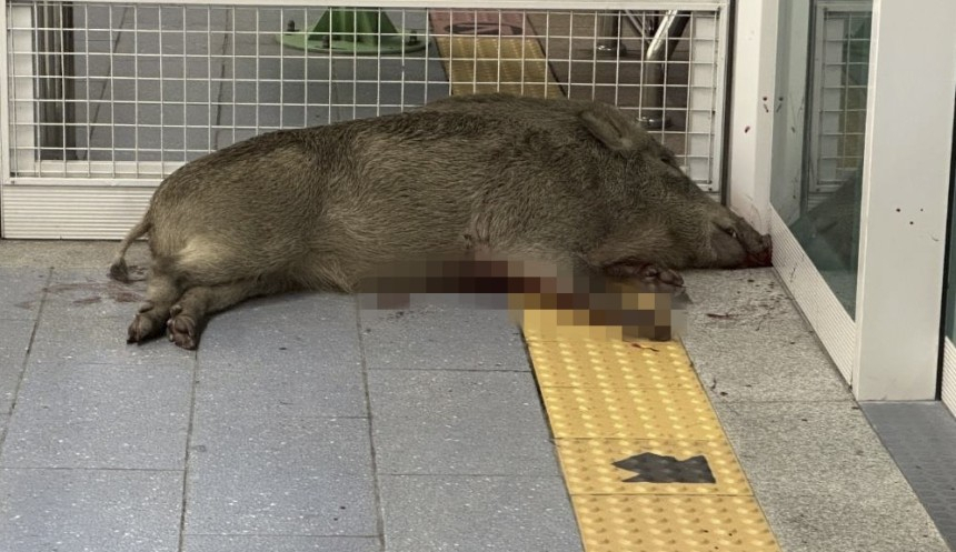 A wild boar lies shot dead in Hopo Station, Yangsan, South Gyeongsang Province after being shot by authorities on Tuesday. (Yonhap)