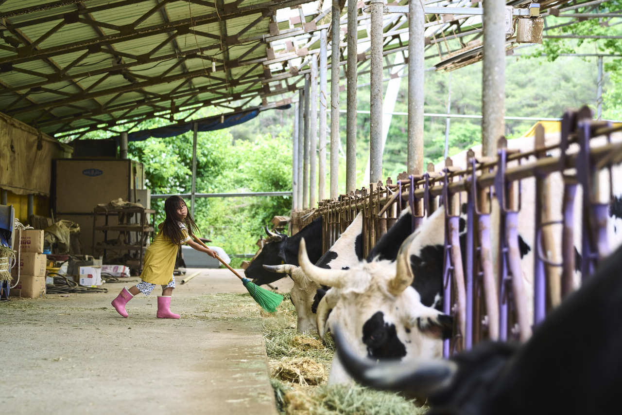 Seven-year-old Gaia gathers hay in front of the Flower Cows being raised in New Moon Village, Sinwol-ri, Inje-gun, Gangwon Province. (Animal Liberation Wave)