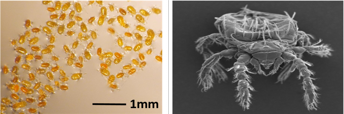 Images of chigger larvae (KDCA)