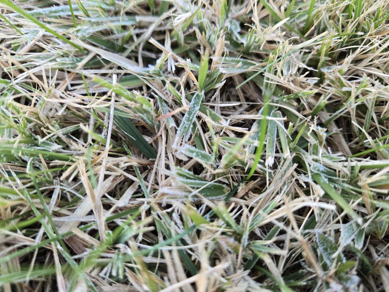 This photo shows the season's first frost observed in parts of the country on Wednesday, ahead of the start of winter. (Korea Meteorological Administration)