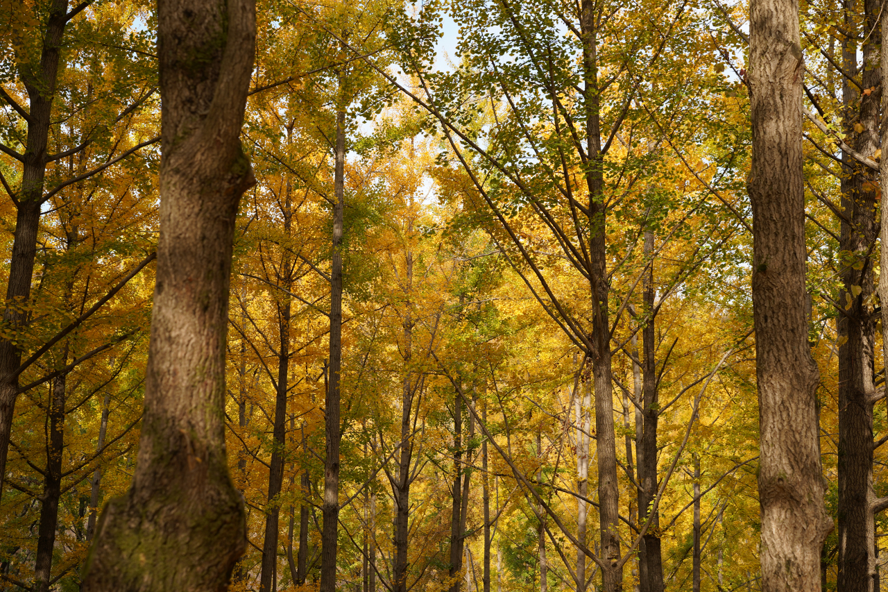 For Rest’s ginkgo trees (Lee Si-jin/The Korea Herald)