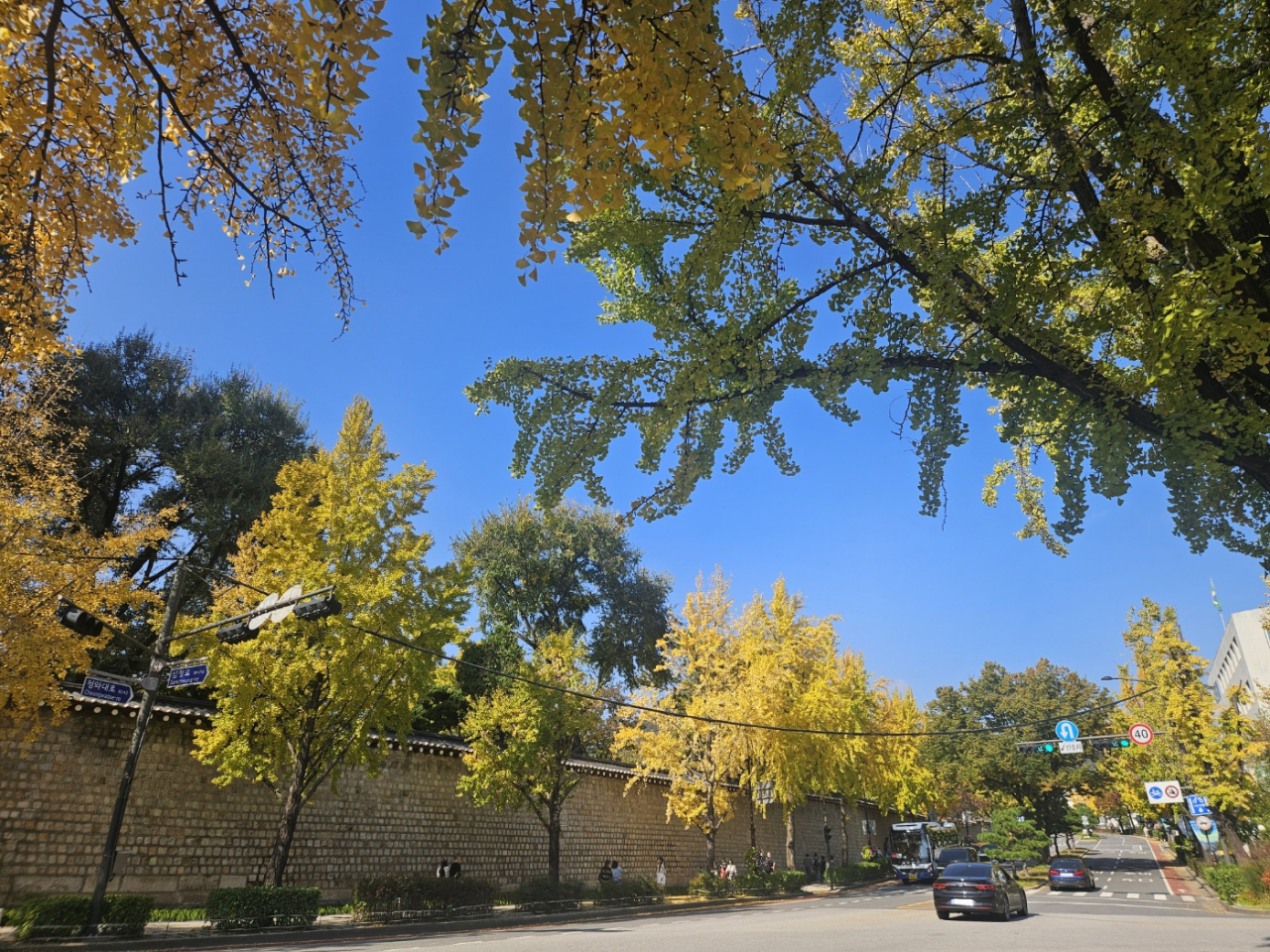 A road is lined with ginkgo trees at Samcheong-dong in Seoul. (Park Yuna/The Korea Herald)