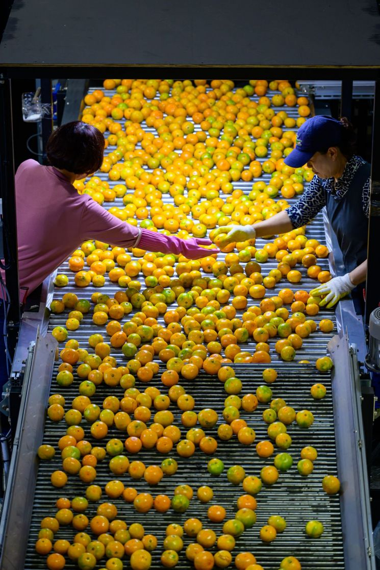 Workers inspect and sort mandarins on a conveyor belt at the Namwon Agricultural Product Center, one of Jeju's businest distribution centers. (Joint Press Corps)