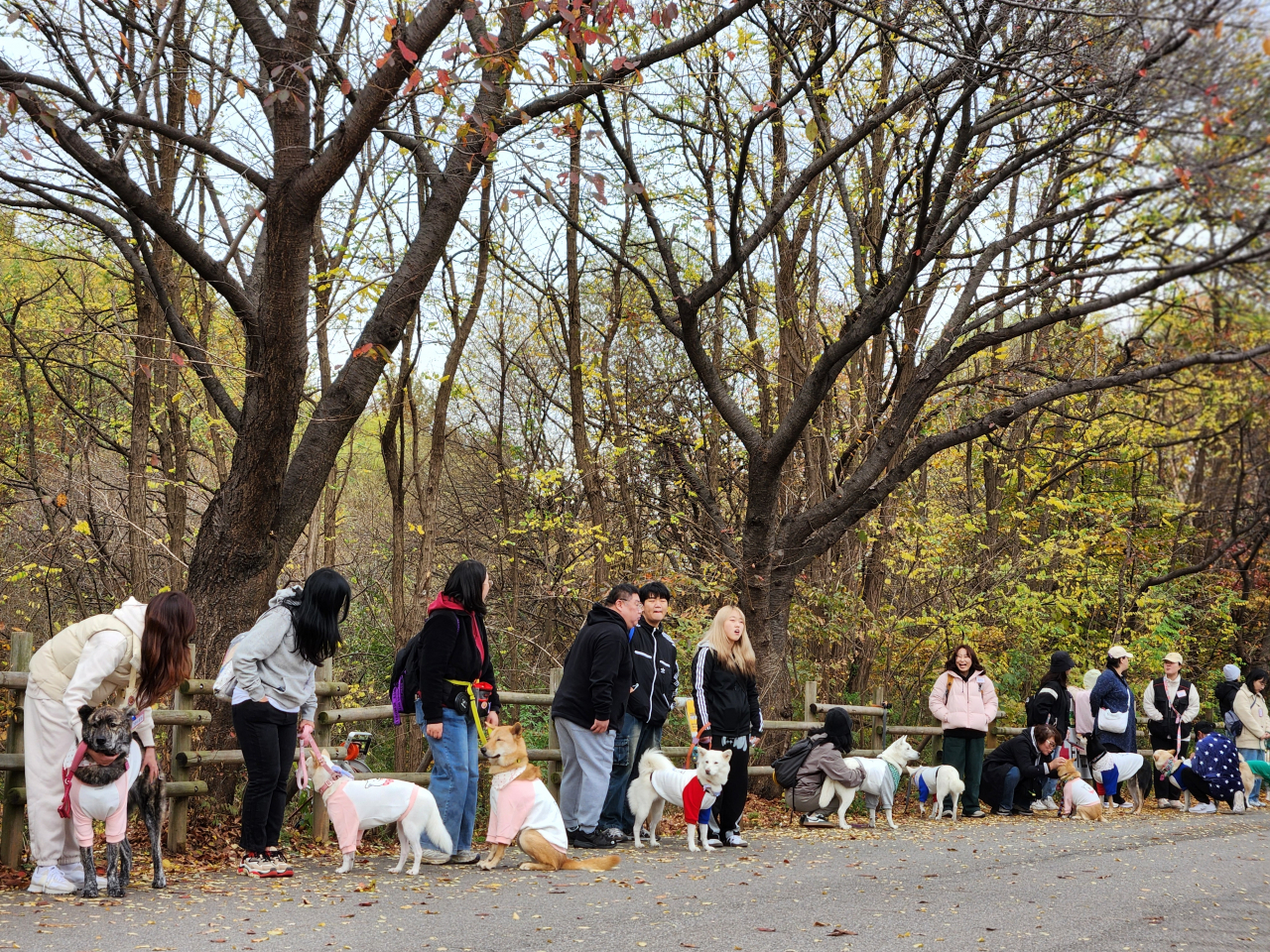 Although most of the dogs at Sunday’s parade were white, all six recognized Jindo coat colors — white, red fawn, wolf gray, black, black and tan, and brindled — were represented. (Song Seung-hyun/The Korea Herald)