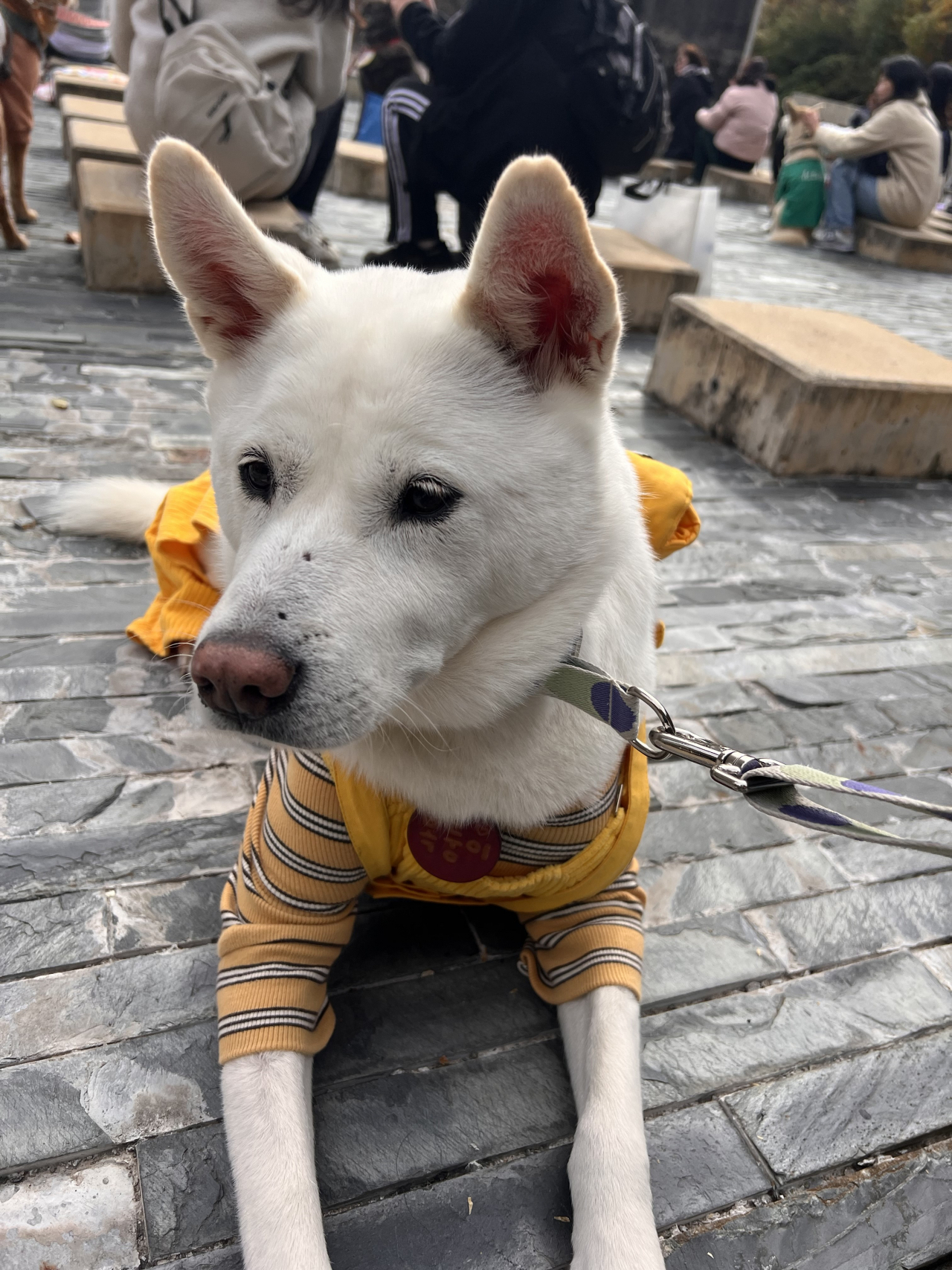 The Jindo dog of Kim Eun-ho, organizer of the Naver cafe called, 