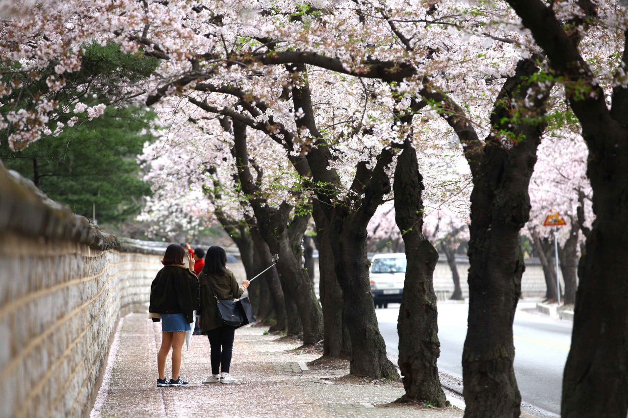 Tourists stroll among falling pink and white cherry blossoms near Daereungwon in Gyeongju, North Gyeongsang Province. (KTO)