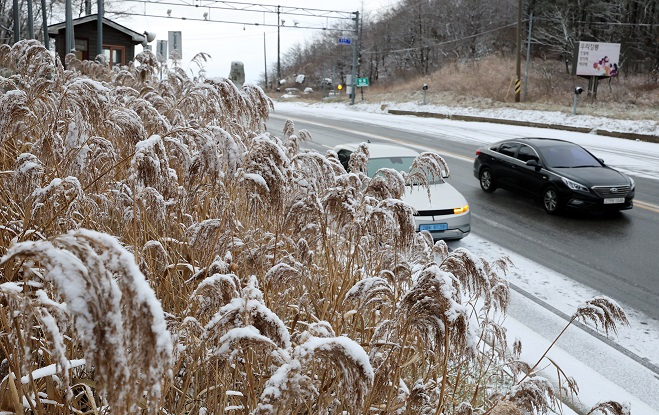 The first snowfall of the season blanketed reeds in white on Nov. 23 in the Daegwallyeong area of Pyeongchang, Gangwon Province. (Yonhap)