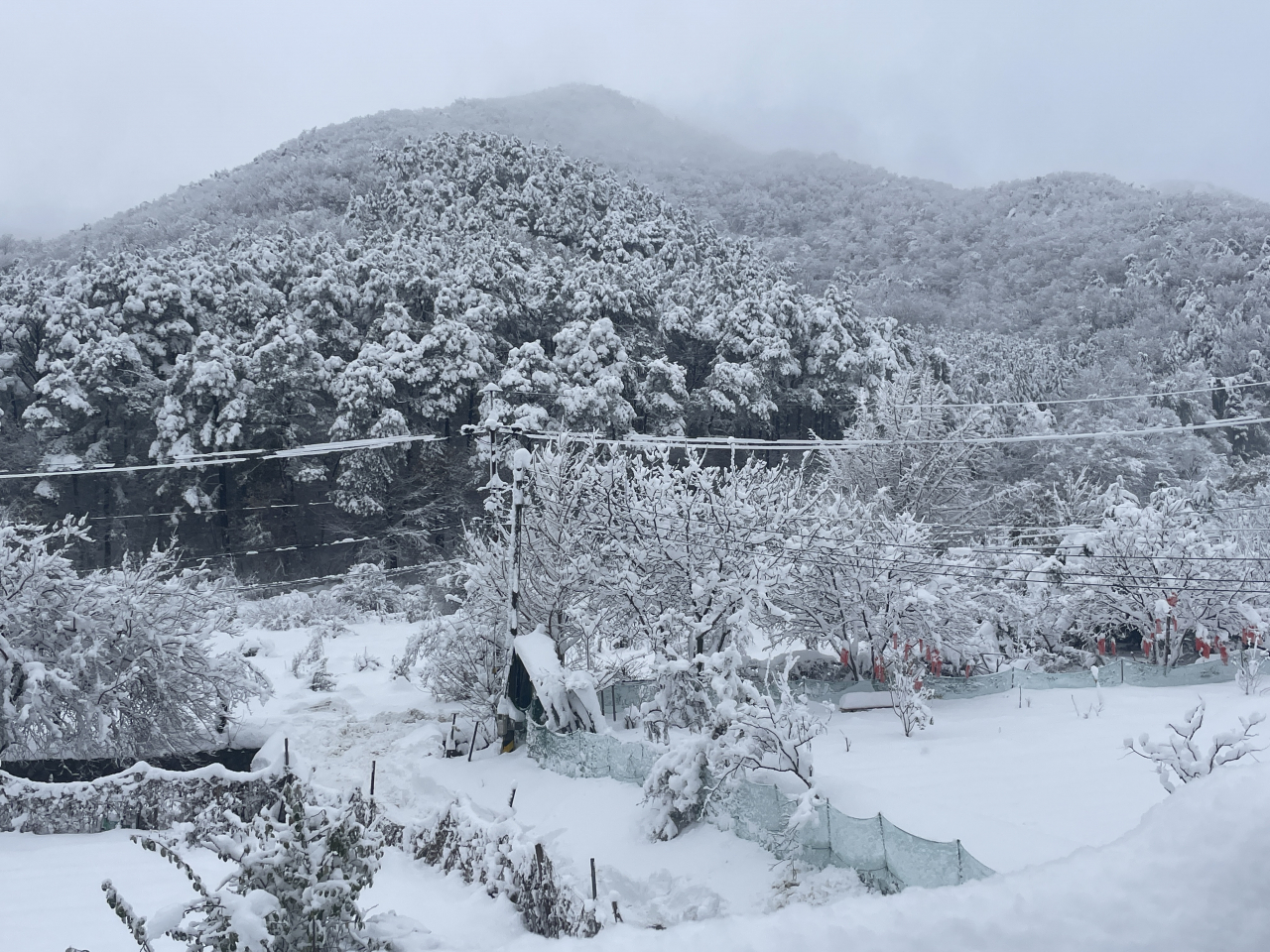 A snow-blanketed hill in the southern part of Gyeonggi Province on Thursday. (Elise Youn/The Korea Herald)