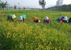 밀양시, 가곡동새마을부녀 코스모스 동산 가꾸기에 구슬땀