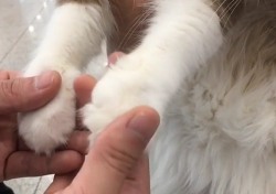 [스낵뉴스] 고경표, `질투의 화신` 첫방 후 본방사수 독려… 고양이와 함께 두 손 모아