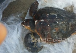 [단독]울릉도 천부항서 바다거북이 죽은 채 발견