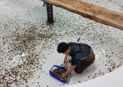 경북도 수산자원연구소, 울릉도가자미 국내 첫 종자생산 성공