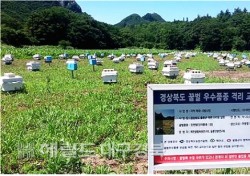 예천군, 울릉 나리분지서 생산된 장원벌 보급  본격 시동