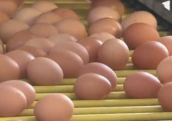 [네티즌의 눈] 한살림 생협 계란서 DDT 검출? 먹거리 논란 끊이지 않는 이유