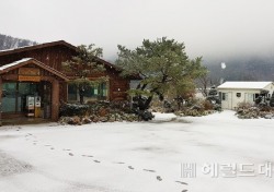[포토뉴스]울릉도 나리분지 첫눈.단풍과 흰 눈이  이룬 절경