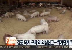 김포 구제역, 돼지고기값 어떻게 될까? 8일만에 10% 오르기도