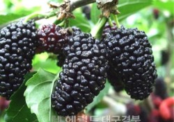 흑자색 강장제 ‘상주오디’ 전국 판매 불티