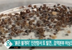 평택항서 붉은불개미 발견… '살인 개미' '위협은 과장' 진실은?