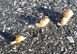 [포토뉴스]달팽이 가족의 위험한 나들이
