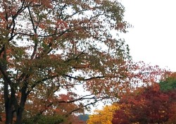 알록달록 가을옷 갈아입은 월영교 걸으며 아름다운 추억을....