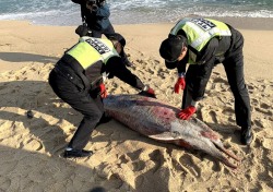 강릉 경포해변서 100kg 참돌고래 사체 발견...포획흔적 없어