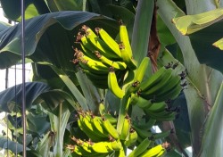 포항서 아열대성 바나나 재배성공.. 3월중순 수확