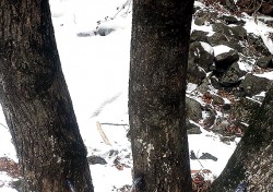무단임산물 채취·불법수렵에 몸살 앓는 소백산 국립공원