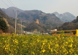 [헤럴드 포토]'노란 유채꽃'~ 꽃샘추위에 봄소식 전해요