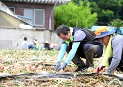 양파수확 바쁘다 바빠....김천시 양파농가 일손돕기 구슬땀